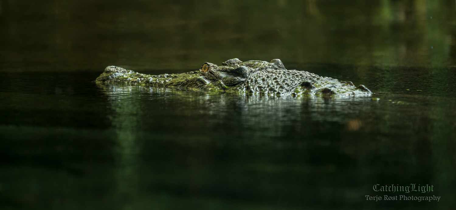 Lurking in the water
